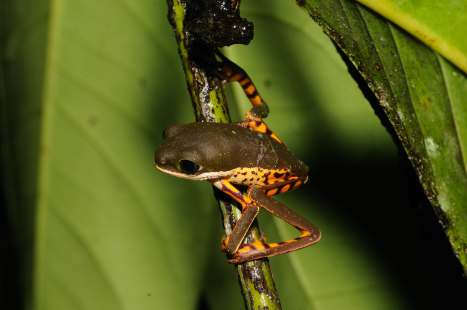 Juvenile